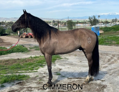 HorseID: 2268493 Cimmaron - PhotoID: 1051533