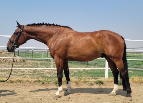 HorseID: 2269388 Whisper T - PhotoID: 1051188