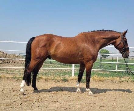 HorseID: 2269388 Whisper T - PhotoID: 1051461