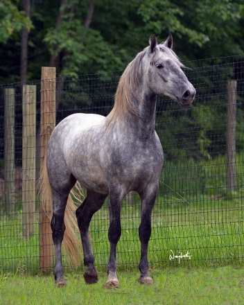 HorseID: 2271209 Conversano Trompeta XVIII - PhotoID: 1048873