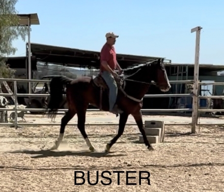 HorseID: 2271465 Buster - PhotoID: 1042953