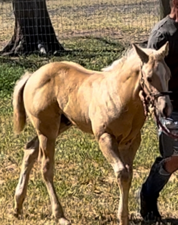 HorseID: 2271656 AQHA Cats Pine Legend - PhotoID: 1049434