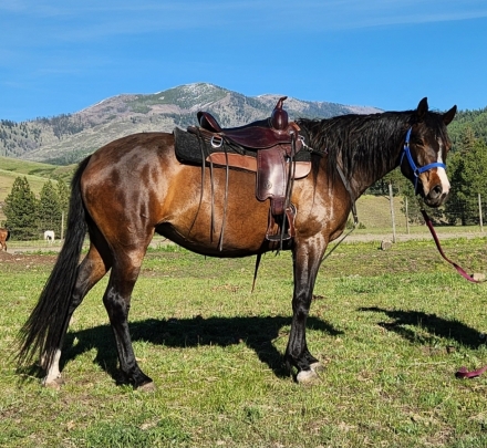 Backwoods Phoxy, Bay Shagya Arabian Mare, PUREBRED SHAGYA-ARABIAN MARE ...