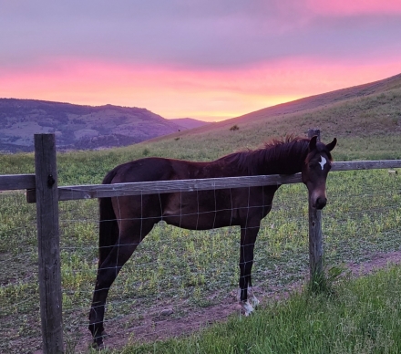 HorseID: 2272104 Backwoods Clear Skies - PhotoID: 1050621