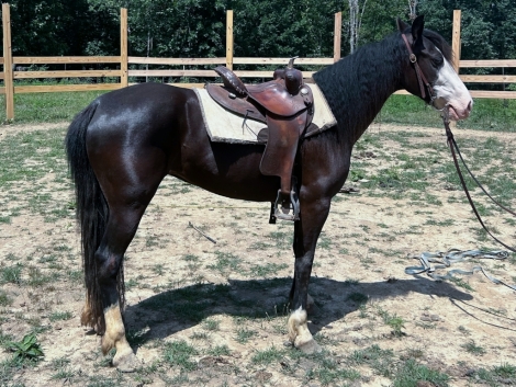 HorseID: 2272639 Big Sky Apple - PhotoID: 1051503