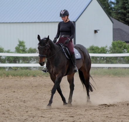 HorseID: 2274309 MS HOLLIS HANCOCK - PhotoID: 1051955