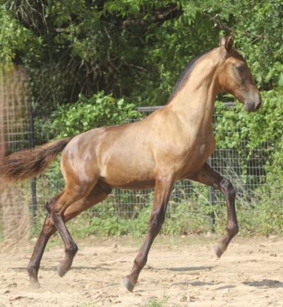 HorseID: 2274717 Matrix EAS - PhotoID: 1047344