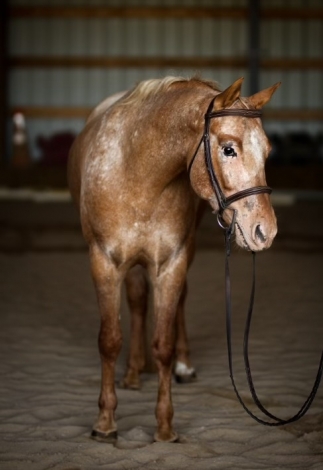 HorseID: 2275140 Cinnamon Toast Crunch - PhotoID: 1047882