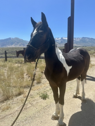 HorseID: 2275219 Waylon - PhotoID: 1047961