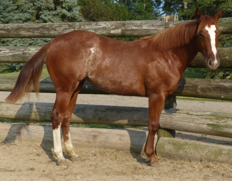 HorseID: 2275487 Cattail - PhotoID: 1048294