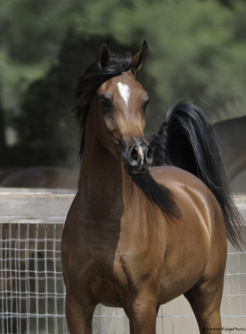 HorseID: 2275653 HW Rhonda - PhotoID: 1080260