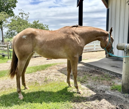 HorseID: 2275809 Copper Slippers - PhotoID: 1049784