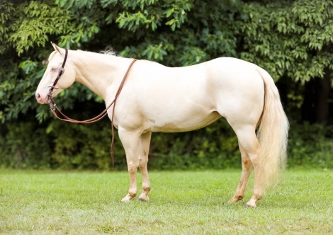 HorseID: 2276162 Ginger CL - PhotoID: 1049508