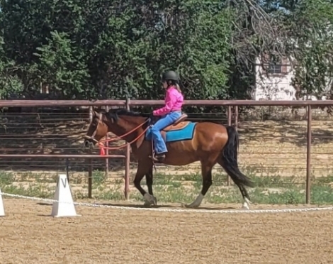 Htbf Colonel Brandon Sold!, Bay Morgan Horse Gelding, SOLD Great All ...