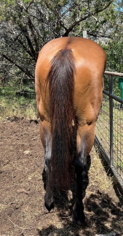 HorseID: 2276239 Lelos macho pitchu/ barrel horse prospect - PhotoID: 1049441