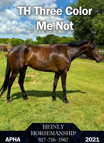 HorseID: 2276241 TH Three Color Me Not - PhotoID: 1049578