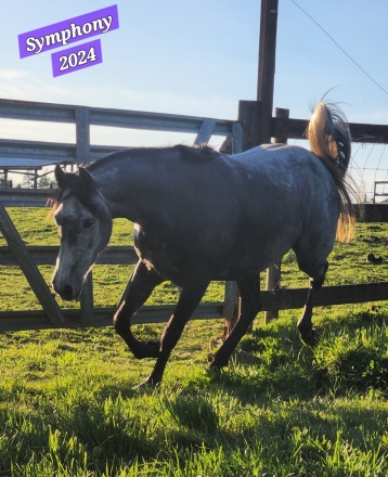 Ballerinas Magical Symphony, Grey Quarab Mare, 🐴 Up For Consideration ...