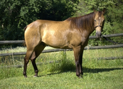 HorseID: 2276246 Kings Ike - PhotoID: 1049448