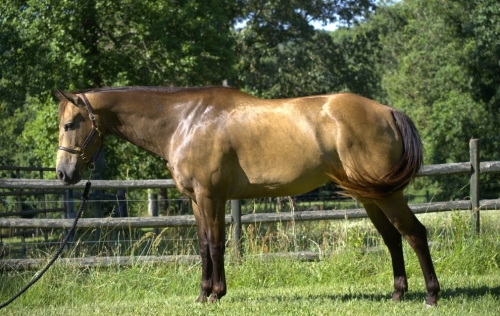 HorseID: 2276246 Kings Ike - PhotoID: 1049449