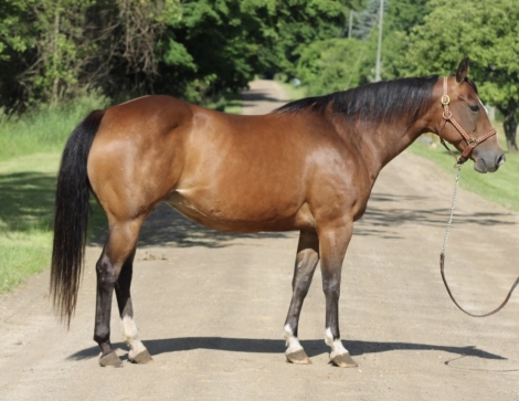 HorseID: 2276312 CA Texas Star - PhotoID: 1049554