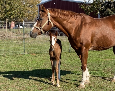 HorseID: 2276328 Make Way For Maisy - PhotoID: 1049582