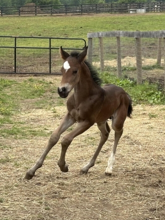 HorseID: 2276332 Cerulean Poco Duo - PhotoID: 1049583