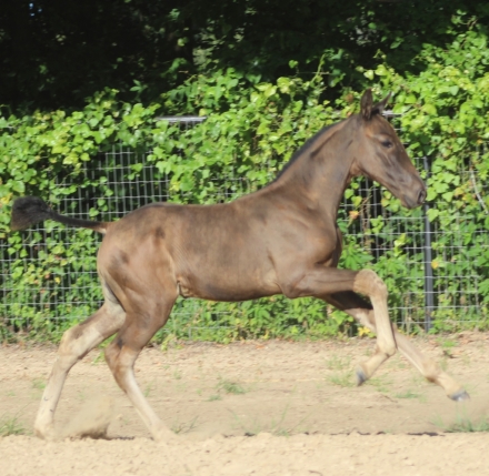 HorseID: 2276337 Andromeda EAS - PhotoID: 1049584