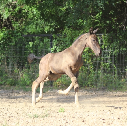 HorseID: 2276337 Andromeda EAS - PhotoID: 1049585