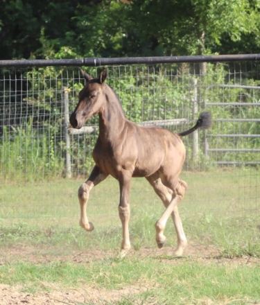 HorseID: 2276337 Andromeda EAS - PhotoID: 1049586