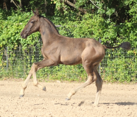 HorseID: 2276337 Andromeda EAS - PhotoID: 1049587