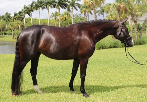 HorseID: 2276339 Amadea - PhotoID: 1049589