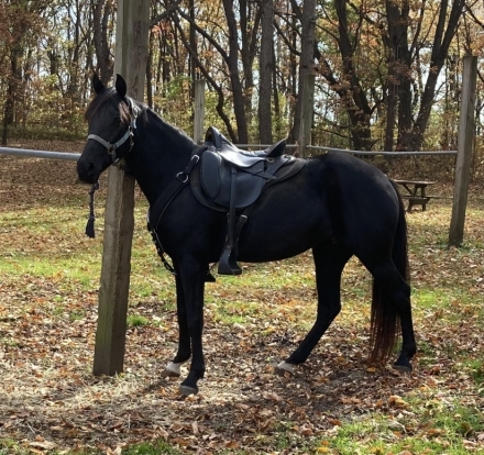 HorseID: 2276400 Eastwinds Blue Raven - PhotoID: 1049709