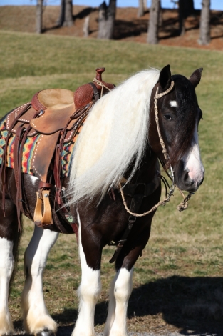 HorseID: 2276407 Buckeyes Tuxedo - PhotoID: 1049703