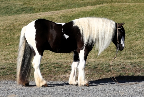 HorseID: 2276407 Buckeyes Tuxedo - PhotoID: 1049704