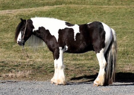 HorseID: 2276407 Buckeyes Tuxedo - PhotoID: 1049705