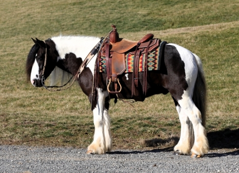 HorseID: 2276407 Buckeyes Tuxedo - PhotoID: 1049706