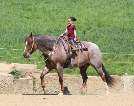 HorseID: 2276409 NF BLUES GUCCI OLENA - PhotoID: 1049701