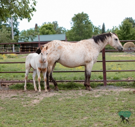 Hgf That Dirty Loper, Palomino Pony of Americas Colt, Palomino Fewspot ...