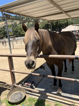 HorseID: 2276434 Smokey - PhotoID: 1049724