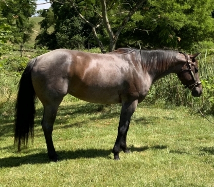 HorseID: 2276437 Cherokee - PhotoID: 1049734