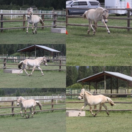 HorseID: 2276467 Dreamfield Rane - PhotoID: 1049762