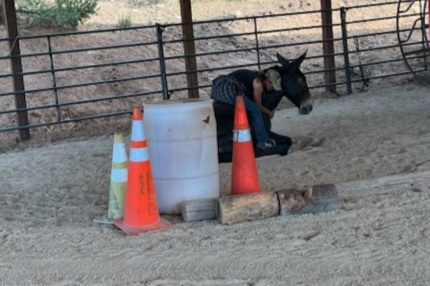 HorseID: 2276474 Buddy - PhotoID: 1049778