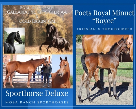 HorseID: 2276496 Poets Royal Minuet - PhotoID: 1049800