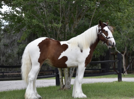 HorseID: 2276498 Valentines Surprise Rock Pointe Ranch - PhotoID: 1049806