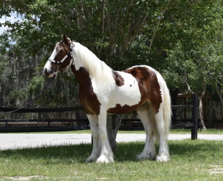 HorseID: 2276498 Valentines Surprise Rock Pointe Ranch - PhotoID: 1049807