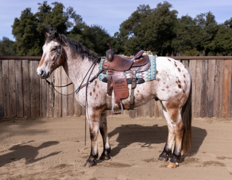 HorseID: 2276507 Navajo - PhotoID: 1049821