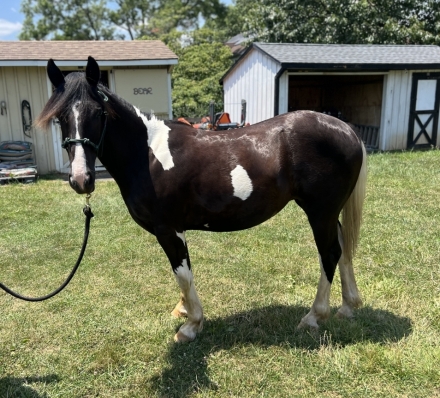 HorseID: 2276512 Dreaming of Doughnuts - PhotoID: 1049828