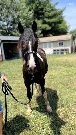 HorseID: 2276512 Dreaming of Doughnuts - PhotoID: 1049829