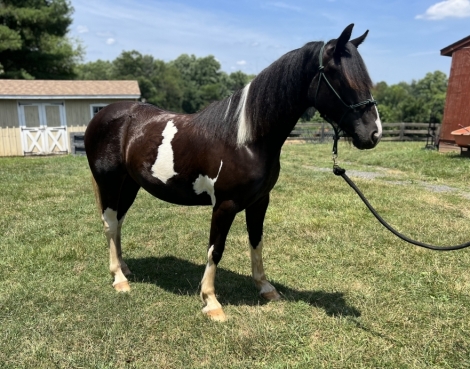 HorseID: 2276512 Dreaming of Doughnuts - PhotoID: 1049830