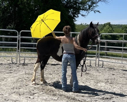 HorseID: 2276512 Dreaming of Doughnuts - PhotoID: 1049831